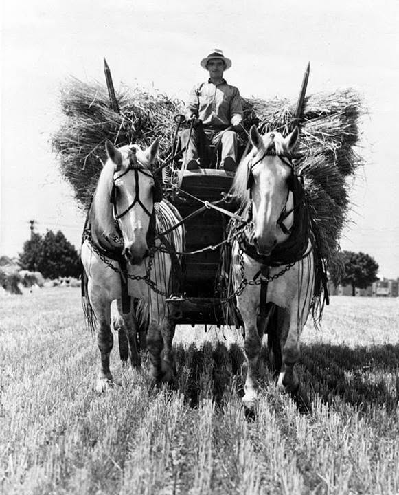 agriculture agriculture